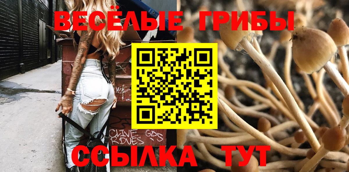 Псилоцибиновые грибы Psilocybine cubensis Гатчина